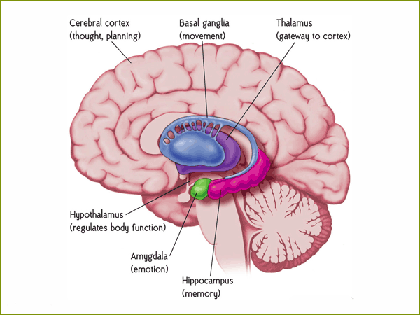 Amygdala og angst